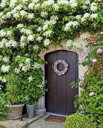 20 Seeds Genuine Climbing White Hydrangea Flores Hydrangea Flowers plantas