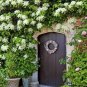 20 Seeds Genuine Climbing White Hydrangea Flores Hydrangea Flowers plantas