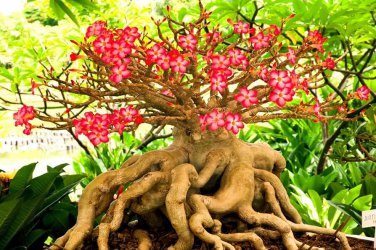 2 Seeds Genuine Desert Rose Bonsai Adenium Obesum Flower Bonsai Plant