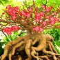 2 Seeds Genuine Desert Rose Bonsai Adenium Obesum Flower Bonsai Plant
