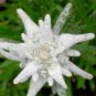 20 Seeds Genuine Edelweiss Seeds The Plant of High Mountain of New Zealand