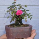 200 Seeds Genuine Osiria Rose Tree Bonsai Fresh Rare Rosa Chinese Dendroidal Rose Flower