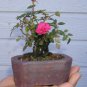 200 Seeds Genuine Osiria Rose Tree Bonsai Fresh Rare Rosa Chinese Dendroidal Rose Flower