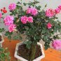 200 Seeds Genuine Osiria Rose Tree Bonsai Fresh Rare Rosa Chinese Dendroidal Rose Flower