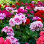 30 Seedsx Geranium