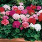 30 Seedsx Geranium