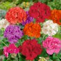 30 Seedsx Geranium