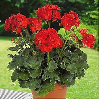 20 Seeds Geranium Bonsai Flower Bonsai