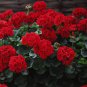 20 Seeds Geranium Bonsai Flower Bonsai