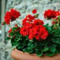 20 Seeds Geranium Bonsai Flower Bonsai