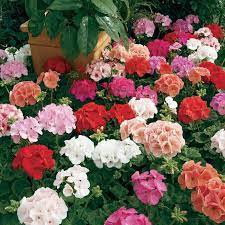 200 Seeds Geranium Flower Mixed Bi-Colors 8 Types