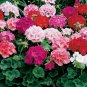 200 Seeds Geranium Flower Mixed Bi-Colors 8 Types