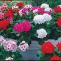 200 Seeds Geranium Flower Mixed Bi-Colors 8 Types