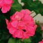 150 Seeds Geranium Garden Perennial Flower Flores Pelargonium Peltatum