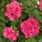 150 Seeds Geranium Garden Perennial Flower Flores Pelargonium Peltatum