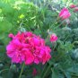150 Seeds Geranium Garden Perennial Flower Flores Pelargonium Peltatum