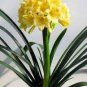 100 Seedse Clivia Miniata Plant Gorgeous Bonsai Rare Bush Lily Flower Bonsai