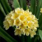 100 Seedse Clivia Miniata Plant Gorgeous Bonsai Rare Bush Lily Flower Bonsai