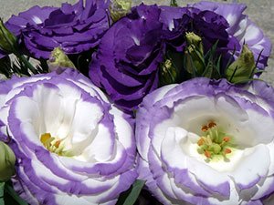 30 Seeds Geranium Light Water Pink Double Flowers with Purple Edge Ball Type
