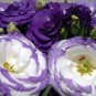 30 Seeds Geranium Light Water Pink Double Flowers with Purple Edge Ball Type