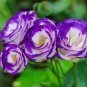 30 Seeds Geranium Light Water Pink Double Flowers with Purple Edge Ball Type