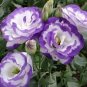 30 Seeds Geranium Light Water Pink Double Flowers with Purple Edge Ball Type