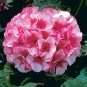 30 Seeds Geranium Seeds - Rose Red to Milky White to Green Ball Types Double Flowers