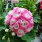30 Seeds Geranium Seeds - Rose Red to Milky White to Green Ball Types Double Flowers