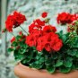 100 Seeds Geranium Seeds Variegated Red Flowers with Colorful Leaves