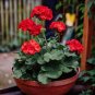 100 Seeds Geranium Seeds Variegated Red Flowers with Colorful Leaves