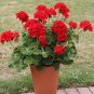 100 Seeds Geranium Giant Allium Giganteum Dark Purple Flowers