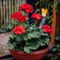 100 Seeds Geranium Giant Allium Giganteum Dark Purple Flowers