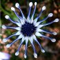 100 Seeds African Blue Eyed Daisy Plant Easy Grow Osteospermum bonsais Cape Mix Flower