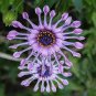 100 Seeds African Blue Eyed Daisy Plant Easy Grow Osteospermum bonsais Cape Mix Flower