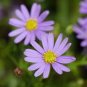 100 Seeds Gerbera Daisy Bonsai New Hybrids, Mixed Flower Pot Bonsai Plants