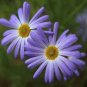 100 Seeds Gerbera Daisy Bonsai New Hybrids, Mixed Flower Pot Bonsai Plants
