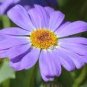 100 Seeds Gerbera Daisy Bonsai New Hybrids, Mixed Flower Pot Bonsai Plants