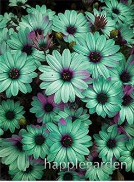 100 Seeds Gerbera Daisy Hybrid Apple Green Flowers with Purplish Black Centre