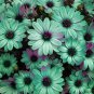 100 Seeds Gerbera Daisy Hybrid Apple Green Flowers with Purplish Black Centre