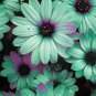 100 Seeds Gerbera Daisy Hybrid Apple Green Flowers with Purplish Black Centre