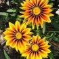 100 Seeds Gerbera Daisy Hybrids Yellow Black Red Stripes Flowers