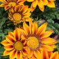 100 Seeds Gerbera Daisy Hybrids Yellow Black Red Stripes Flowers