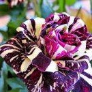 200 Seeds Germany Rare Dragon Rose Bonsai Flowering Plants