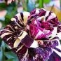 200 Seeds Germany Rare Dragon Rose Bonsai Flowering Plants