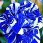 200 Seeds Germany Rare Dragon Rose Bonsai Flowering Plants