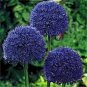 100 Seeds Giant Allium Giganteum