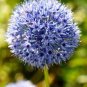 100 Seeds Giant Allium Giganteum