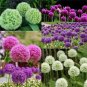 100 Seeds Giant Allium Giganteum Colorful Flowers