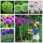 100 Seeds Giant Allium Giganteum Mixed 6 Colors