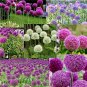 100 Seeds Giant Allium Giganteum Mixed 6 Colors